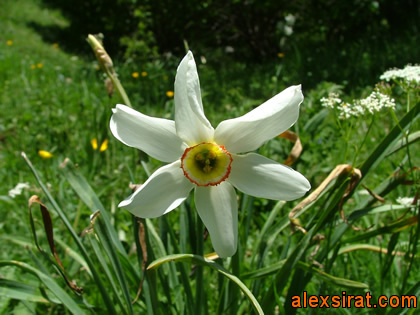 Narcissus poeticus Val d'Aran